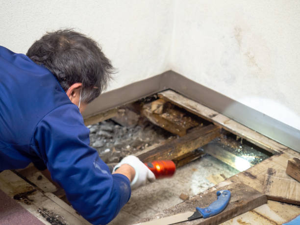 Best Localized Mold Remediation (e.g., coastal areas, humid climates) in Brownstown, IN