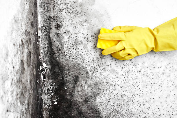 Best DIY Mold Remediation Support Services in Brownstown, IN