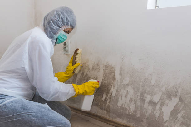 Best HVAC Mold Remediation in Brownstown, IN
