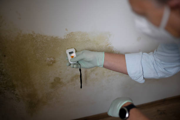 Best White Mold Remediation in Brownstown, IN