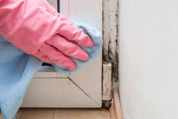Best Industrial Mold Remediation in Brownstown, IN